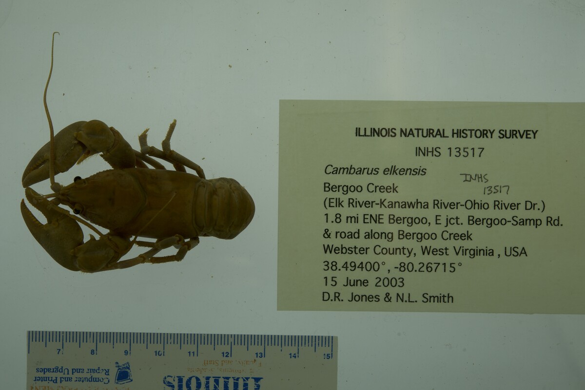 Cambarus elkensis image